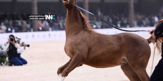 مهرجان سومر للخيل العربي الأصيل.. تفاعل الجمهور العراقي والعربي لليوم الثاني على التوالي