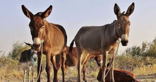 القبض على تجار بيع لحوم الحمير في بابل