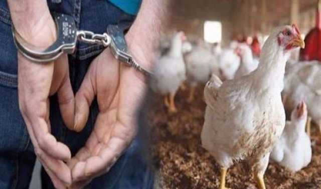 ضبط أطنان فضلات دواجن لتغذية الأغنام بخنيفرة