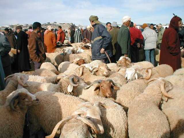 الناطق باسم الحكومة: القطيع في صحة جيدة و الأسواق مجهزة