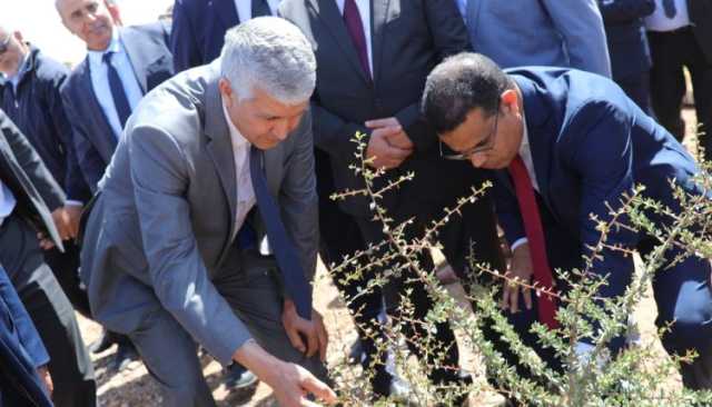 صرفت عليها الملايير.. موت أشجار الزيتون في أشهر منطقة لإنتاج زيت الزيتون بالمغرب