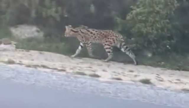 ظهور حيوان “البج” أو القط النمر يخلق بلبلة واسعة بطنجة