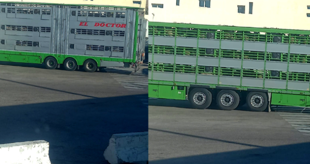 شحنات الأغنام المستوردة تصل ميناء طنجة ووزير الفلاحة لا يتوفر على أرقام دقيقة حول العجز المحلي