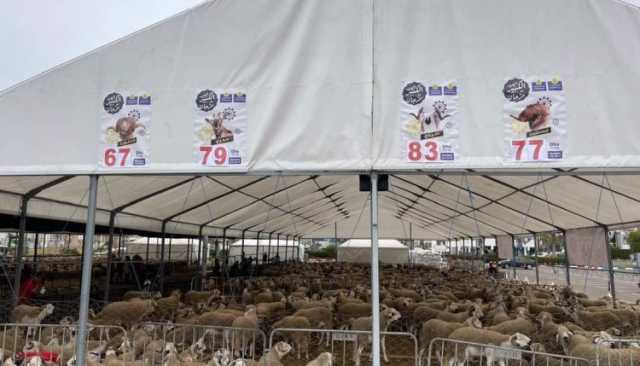 معادلة صعبة.. أكباش العيد بـ 83 درهماً للكيلوغرام و عند الجزار 140 درهماً