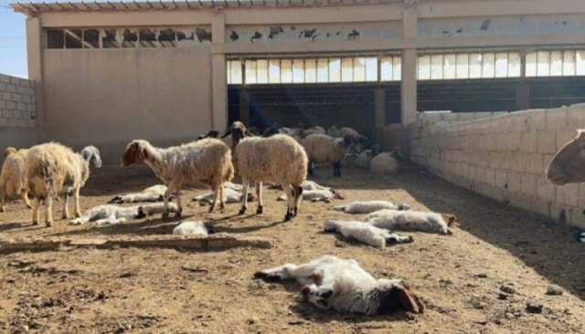 أونسا : نفوق أغنام برشيد حالة معزولة