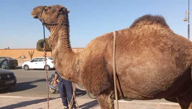إهداء ناقة إلى عامل طانطان يجلب انتقادات لرئيس غرفة التجارة