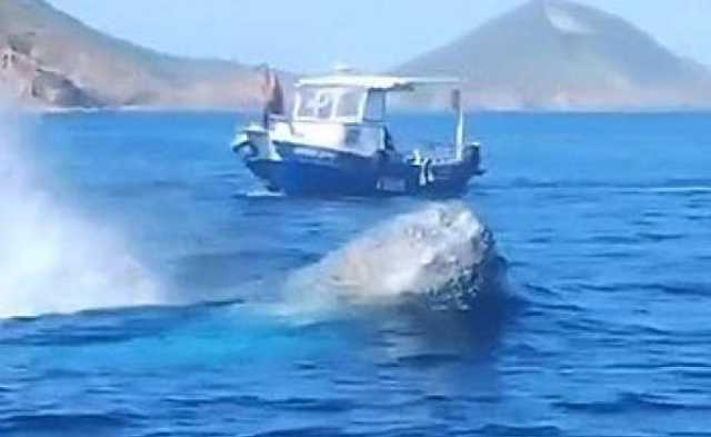 حوت عملاق يجر زورقا بعد تشابكه بحبال المرسا (فيديو)