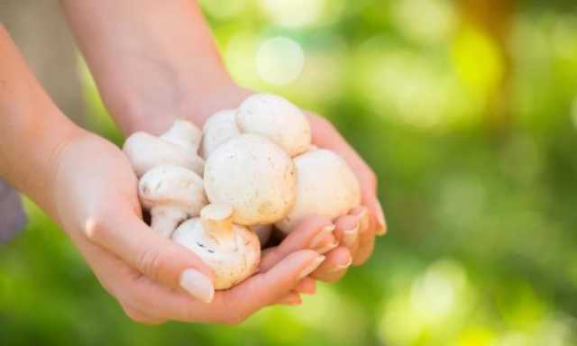 تعزيز فيتامين د عبر تعريض الفطر للشمس