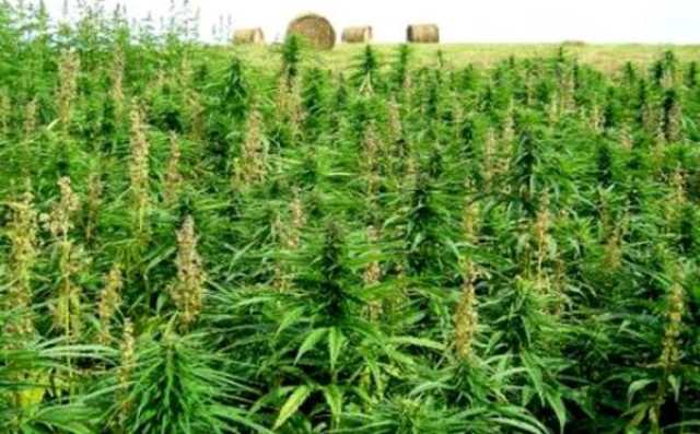 البزنازة المغاربة يتضامنون مع سكان غزة ويرفضون بيع الحشيش للإسرائيليين