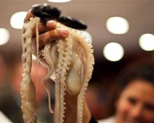 كوري يلقى حتفه خنقاً بسبب قطعة أخطبوط حي