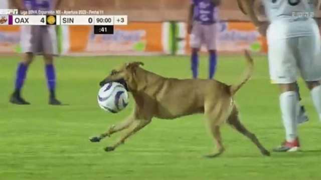 كلب يقتحم مباراة في الدوري المكسيكي ويسرق الكرة (فيديو)