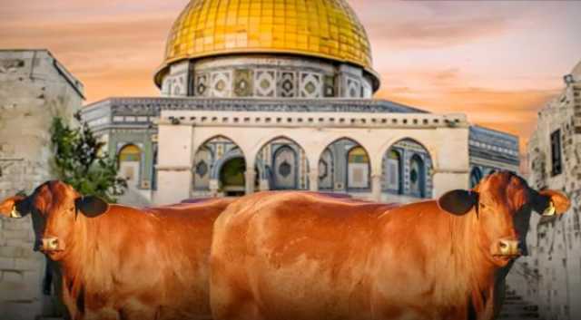 ذكرها أبو عبيدة في خطابه .. هذه قصّة البقرات الحمراء وعلاقتها بهدم الإسرائيليين للمسجد الأقصى