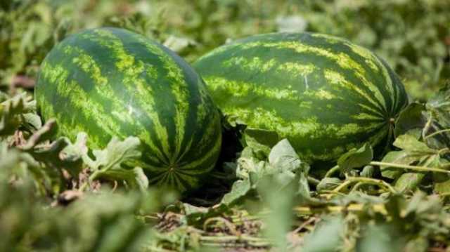 السلطات تشن حربا على زراعة الدلاح بزاكورة وهذا ما أقدمت عليه