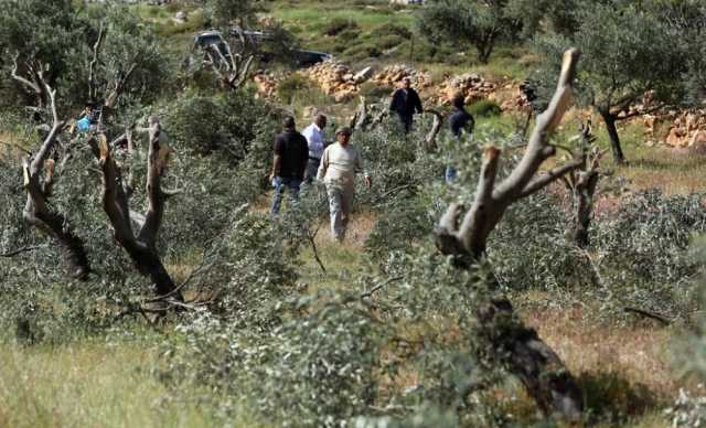 مستوطنون يقطعون أشجار زيتون معمرة بسلفيت