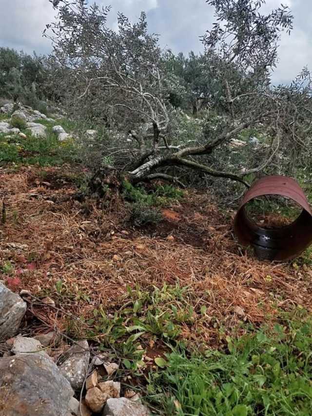 مستوطنون يقطعون أشجارًا شمال طولكرم