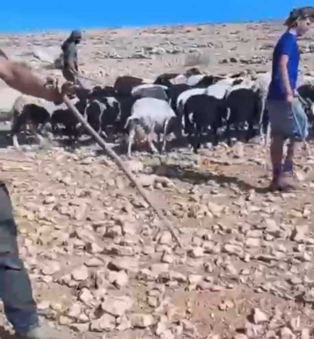 مستوطنون يطلقون أغنامهم في منطقة فاتح سدرة بمسافر يطا