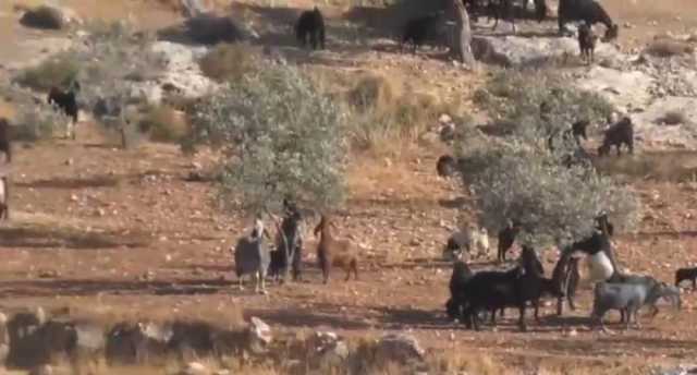 مستوطنون يطلقون مئات رؤوس المواشي في أراضٍ مزروعة بمسافر يطا