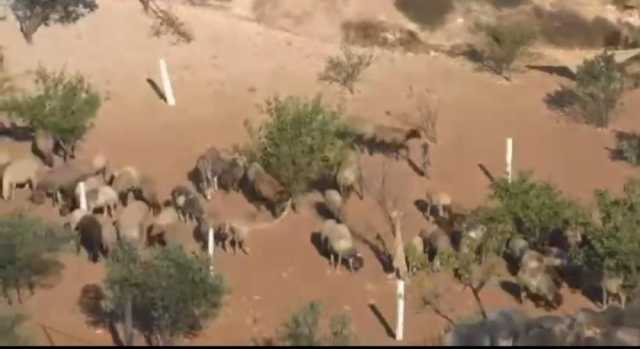 مستوطنون يطلقون مواشيهم في خربة أقواويس بمسافر يطا