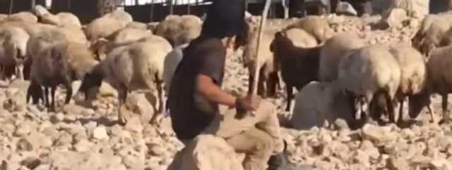 مستوطنون يطلقون مواشيهم في شلال العوجا بأريحا