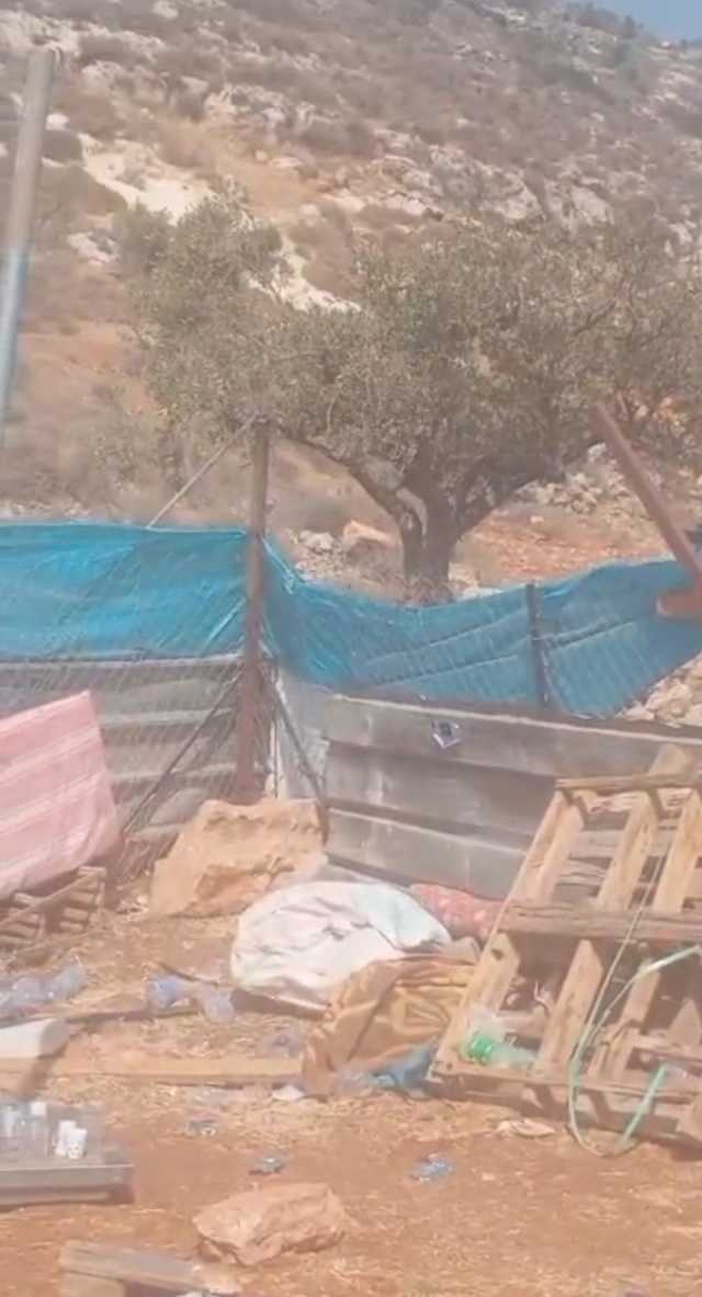 مستوطنون يقتلعون أشجار زيتون وعنب في رام الله ونابلس