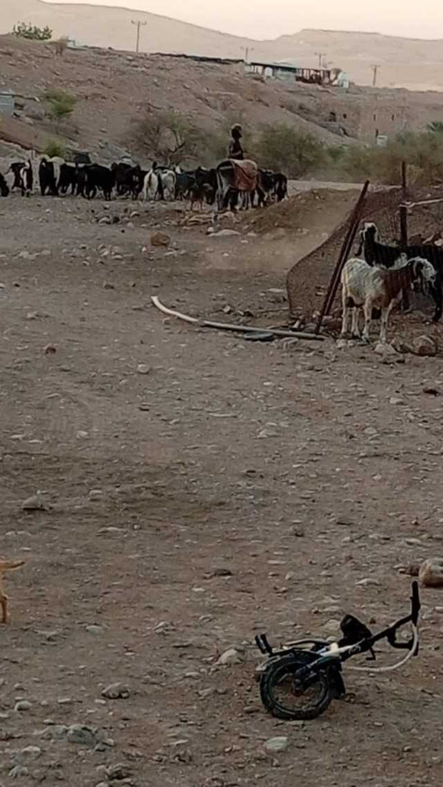 مستوطنون يقتحمون شلال العوجا ويرعون أغنامهم