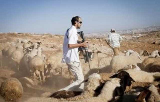 'البيدر': البؤر الرعوية بالأغوار تغتال مصادر رزق الفلسطينيين