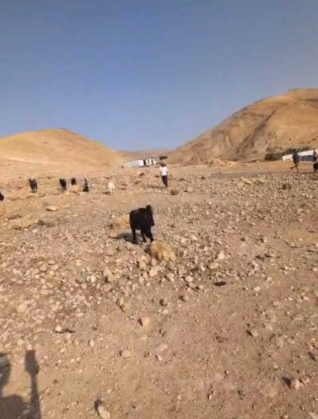 مستوطنون يقتحمون شلال العوجا بأريحا ويرعون مواشيهم