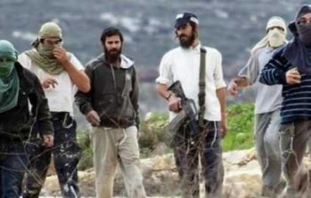 ستوطنون يطلقون مواشيهم بمحيط مساكن المواطنين شمال أريحا