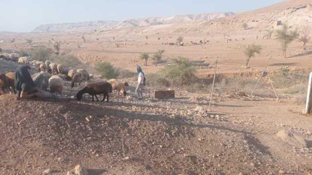 مستوطنون يطلقون مواشيهم بمحيط مساكن شلال العوجا باريحا