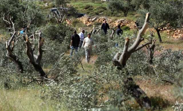 مستوطنون يقتلعون أشجار زيتون جنوب غرب جنين