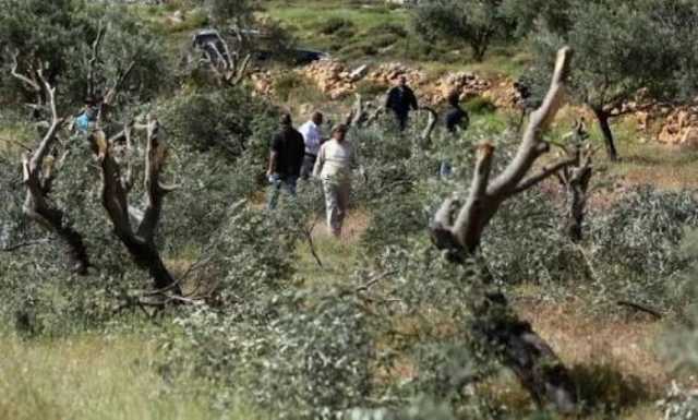 مستوطنون يقتلعون 60 شجرة زيتون جنوب الخليل