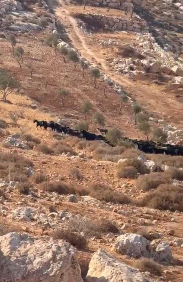 مستوطنون يُطلقون مواشيهم بأراضي المغير شرق رام الله