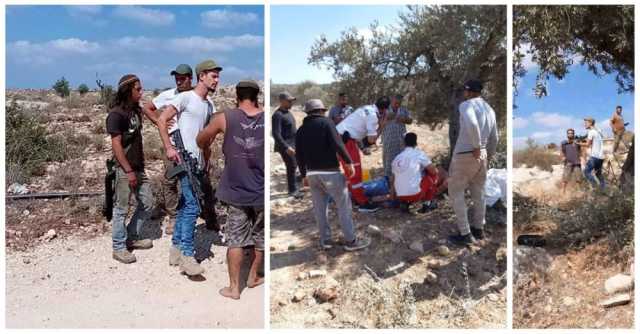 'مقاومة الجدار': 259 اعتداءً ضد قاطفي الزيتون منذ انطلاق الموسم