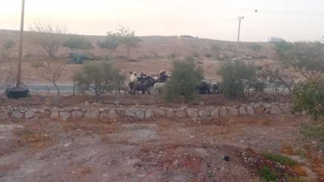 مستوطن يغلق طريق الزويدين شرق يطا ويعيق حركة الأهالي