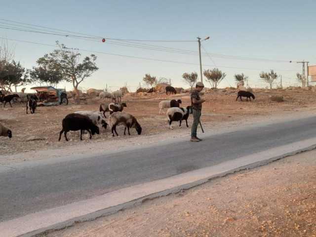 مستوطن يرعى أغنامه بأراضي الزويدين جنوب الخليل