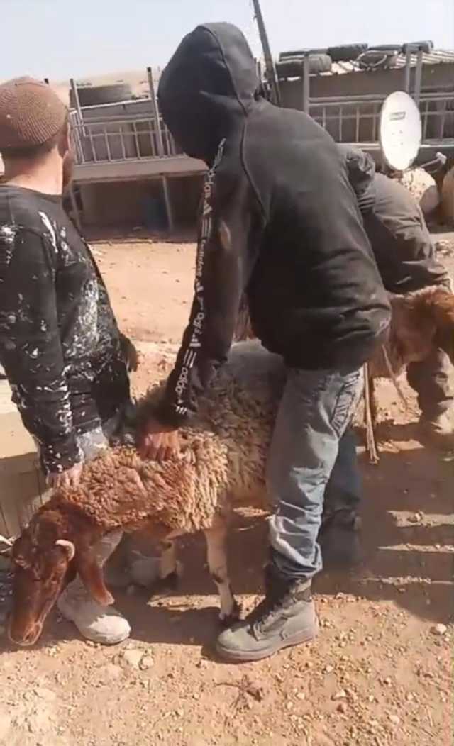 مستوطنون يحاولون سرقة مواشي المواطنين بمسافر يطا