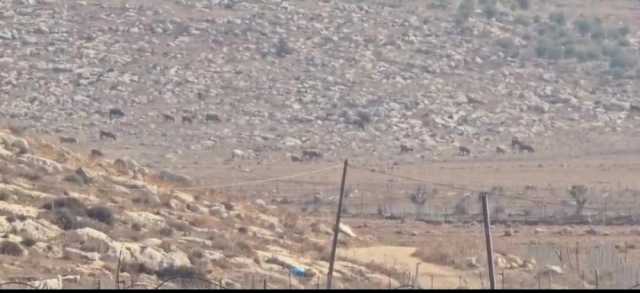 مستوطنون يطلقون أبقارهم في أراضي بيت دجن شمال نابلس