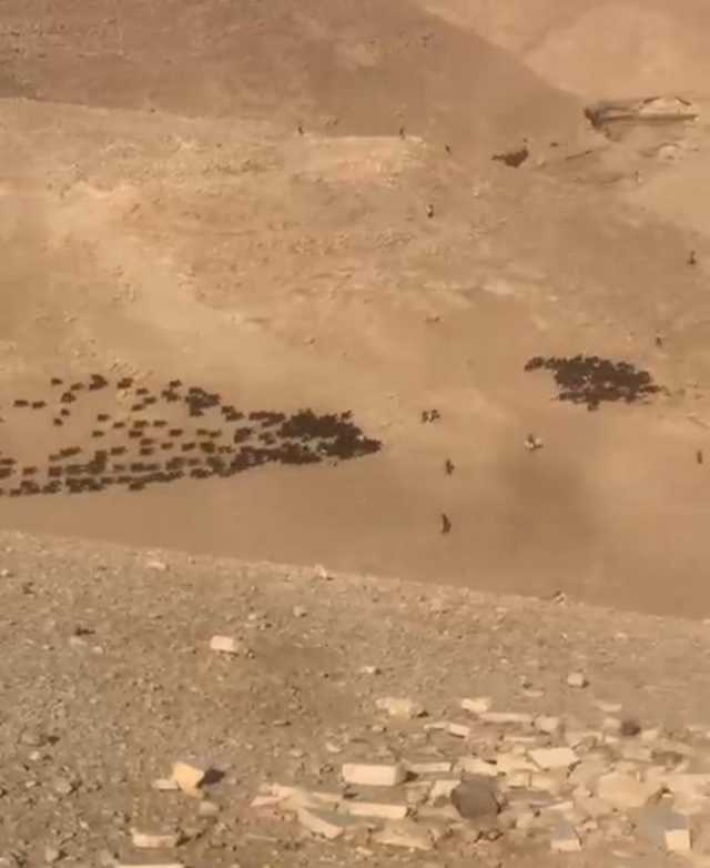 مستوطنون يعتدون على رعاة أغنام غرب الرشايدة جنوب بيت لحم