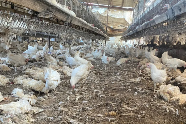 تهدد الأمن الغذائي.. الحرب تفتك بالثروة الحيوانية في غزة