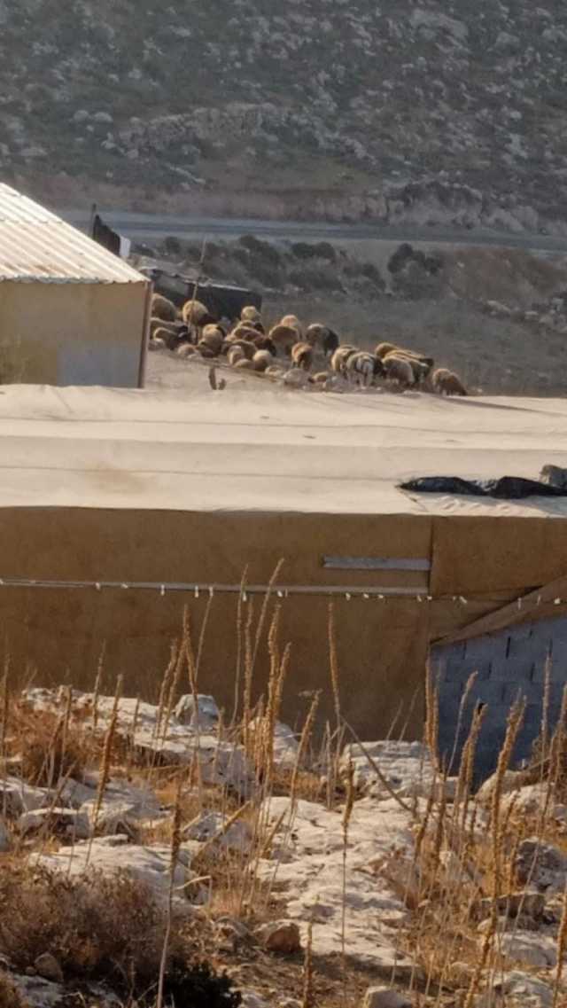 مستوطنون يطلقون مواشيهم بين مساكن تجمع بدوي برام الله
