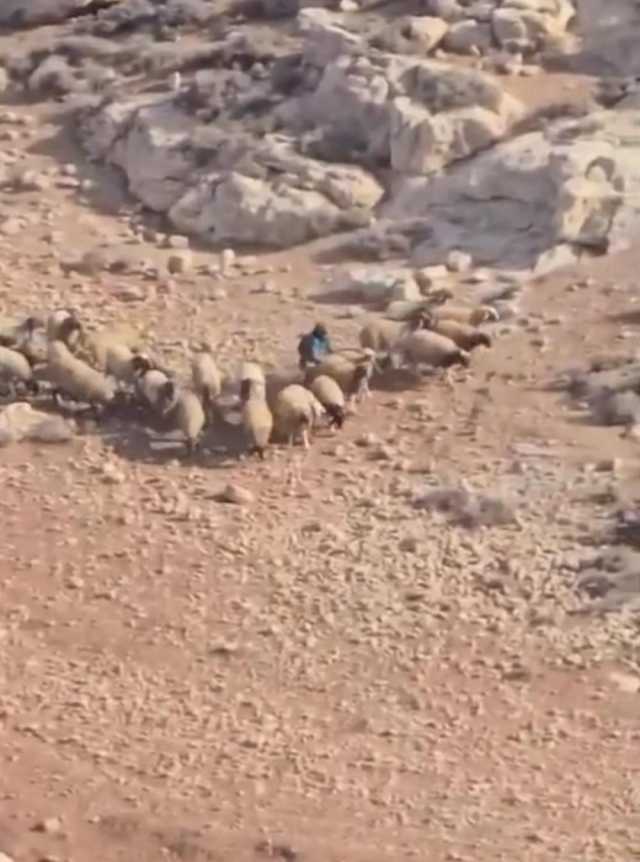 مستوطن يرعى أغنامه قرب منازل كيسان جنوب بيت لحم