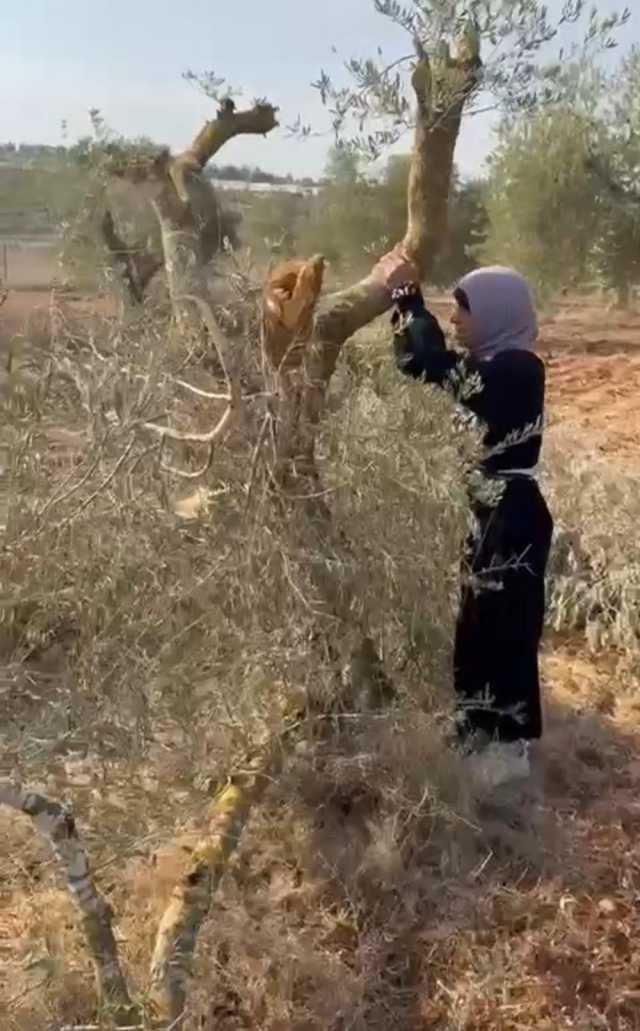 مستوطنون يقطعون عشرات أشجار الزيتون في قريوت بنابلس