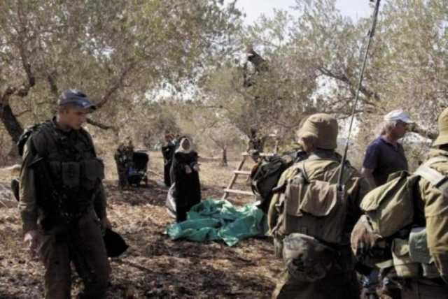 الاحتلال ومستوطنوه يهاجمون قاطفي الزيتون في الخضر جنوب بيت لحم