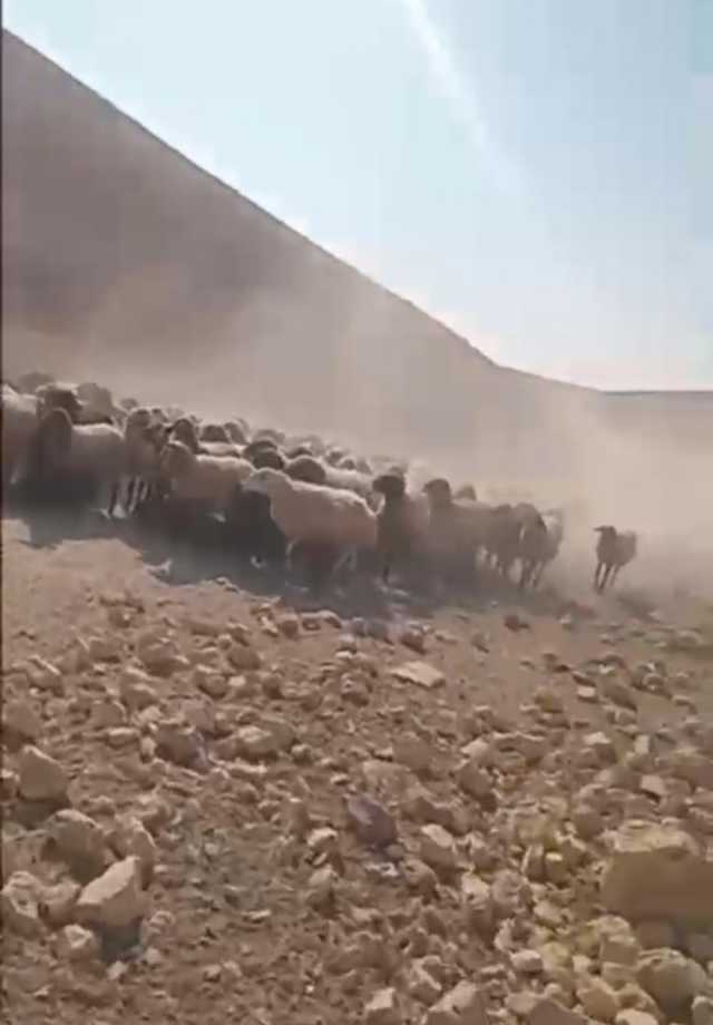 مستوطنون يُطاردون قطيع أغنام في خربة مغاير العبيد بمسافر يطا