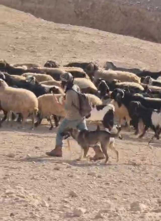 مستوطنون يعترضون رعاة الأغنام في تجمع بدوي شرق القدس