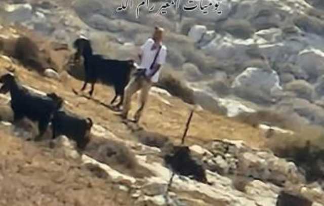 مستوطنون يقتحمون بلدة مخماس بالقدس ويرعون أبقارهم