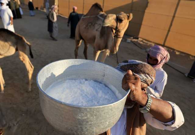 170 ناقة تتنافس في مسابقة المحالب المحليات بمهرجان الظفرة