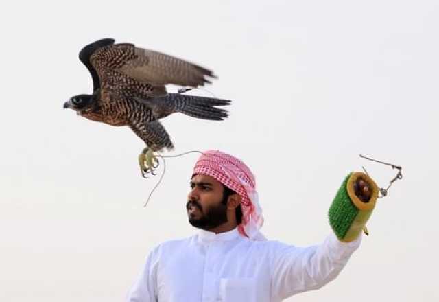“الهدد” للصيد بالصقور تنطلق الخميس