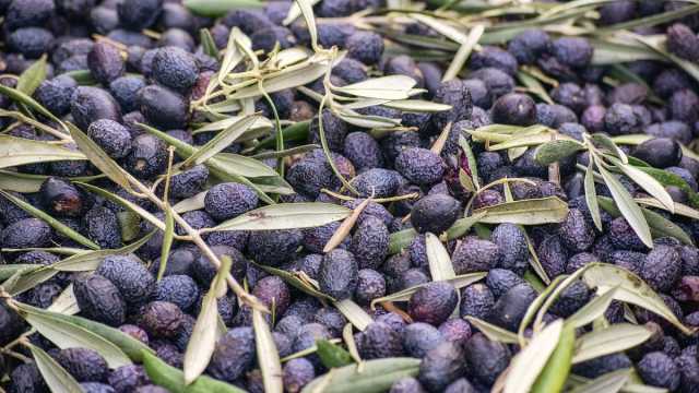 شاهد: الحرس المدني يتلف 15 طنًا من الزيتون غير صالح للأكل في مستودع في إسبانيا