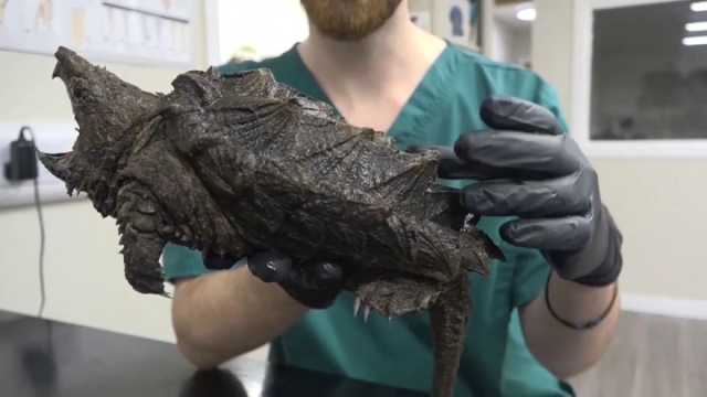 شاهد: كأنها هاربة من عصر الديناصورات.. العثور على 'سلحفاة تمساح' في المملكة المتحدة